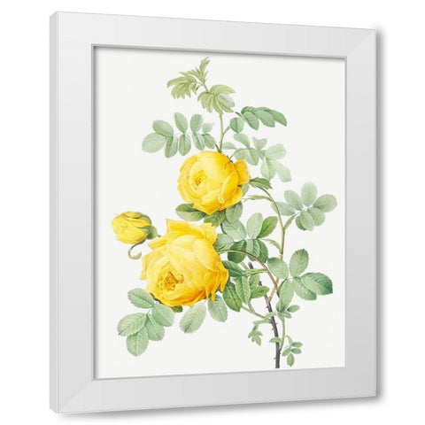 Rosa Hemisphaerica, Yellow Rose of SulfurÂ  White Modern Wood Framed Art Print by Redoute, Pierre Joseph