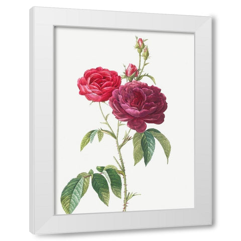 Purple French Rose, Rosa gallica purpuro violacea magna White Modern Wood Framed Art Print by Redoute, Pierre Joseph