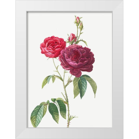 Purple French Rose, Rosa gallica purpuro violacea magna White Modern Wood Framed Art Print by Redoute, Pierre Joseph