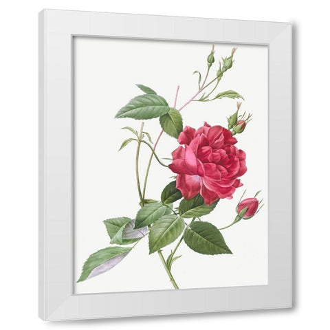 Blood Red Bengal Rose, Rosa indica cruneta White Modern Wood Framed Art Print by Redoute, Pierre Joseph