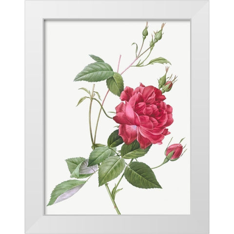 Blood Red Bengal Rose, Rosa indica cruneta White Modern Wood Framed Art Print by Redoute, Pierre Joseph
