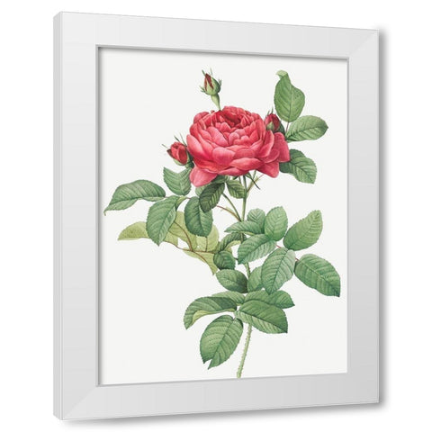 Rosa Gallica Pontiana, Bridge Rose White Modern Wood Framed Art Print by Redoute, Pierre Joseph
