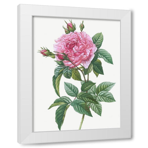 Gallic Rose, Rosa gallica regalis White Modern Wood Framed Art Print by Redoute, Pierre Joseph