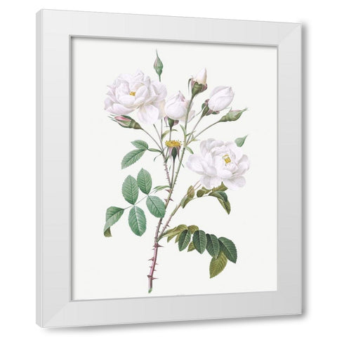 Rosa Campanulata Alba, Pink Bellflowers to White Flowers White Modern Wood Framed Art Print by Redoute, Pierre Joseph