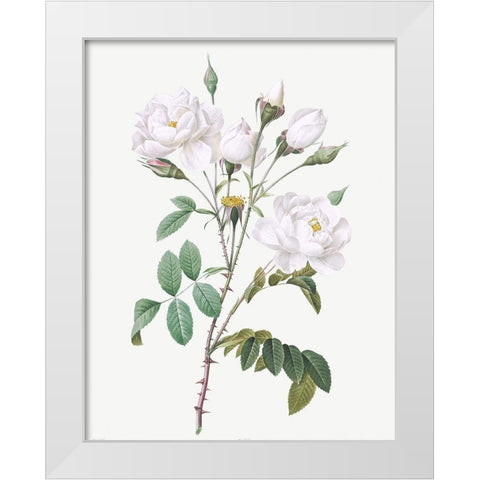Rosa Campanulata Alba, Pink Bellflowers to White Flowers White Modern Wood Framed Art Print by Redoute, Pierre Joseph
