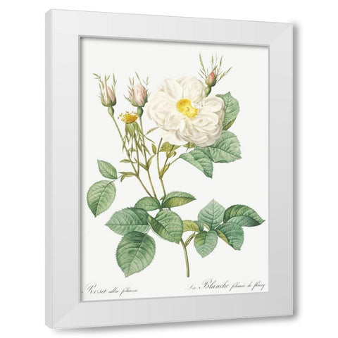 Rosa Alba, White Leaf of Fleury, Rosa alba foliacea White Modern Wood Framed Art Print by Redoute, Pierre Joseph