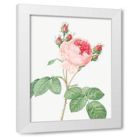 Cabbage Rose, One Hundred Leaved Rose, Rosa centifolia White Modern Wood Framed Art Print by Redoute, Pierre Joseph