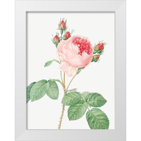 Cabbage Rose, One Hundred Leaved Rose, Rosa centifolia White Modern Wood Framed Art Print by Redoute, Pierre Joseph