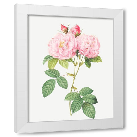 Italian Damask Rose, Four Seasons of Italy, Rosa damascena Italica White Modern Wood Framed Art Print by Redoute, Pierre Joseph
