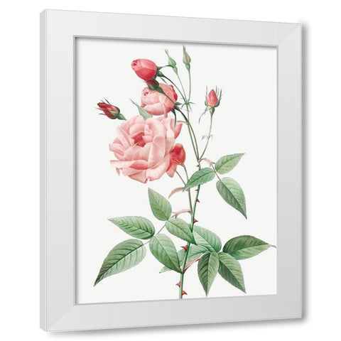 Old Blush China, Common Rose of India, Rosa Indica Vulgaris White Modern Wood Framed Art Print by Redoute, Pierre Joseph
