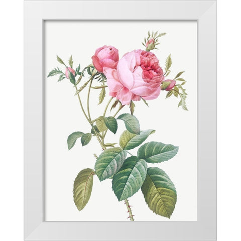 Rose de Mai, Rosa centifolia foliacea White Modern Wood Framed Art Print by Redoute, Pierre Joseph