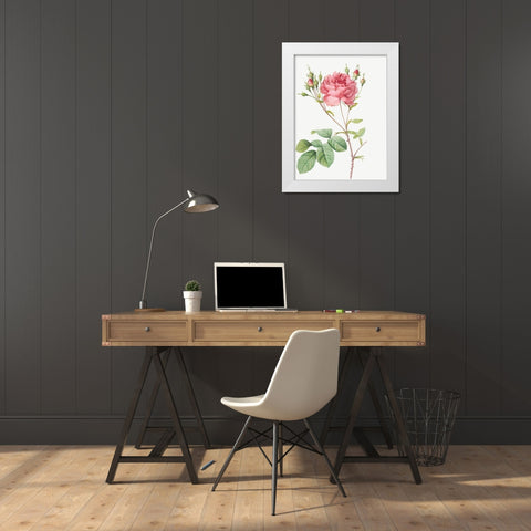 Cumberland Rose, Rosa Centifolia Anglica Rubra White Modern Wood Framed Art Print by Redoute, Pierre Joseph