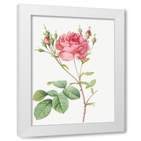 Cumberland Rose, Rosa Centifolia Anglica Rubra White Modern Wood Framed Art Print by Redoute, Pierre Joseph