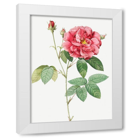 French Rose, Ordinary Provins Rosebush, Rosa galluca offuenalis White Modern Wood Framed Art Print by Redoute, Pierre Joseph