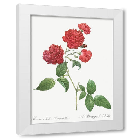 Red Cabbage Rose, Bengal eyelet, Rosa indica caryophyllea White Modern Wood Framed Art Print by Redoute, Pierre Joseph