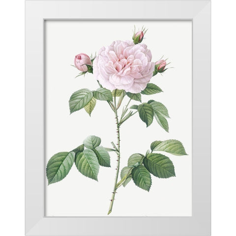 Royal White Rose, Rosa alba regalis White Modern Wood Framed Art Print by Redoute, Pierre Joseph