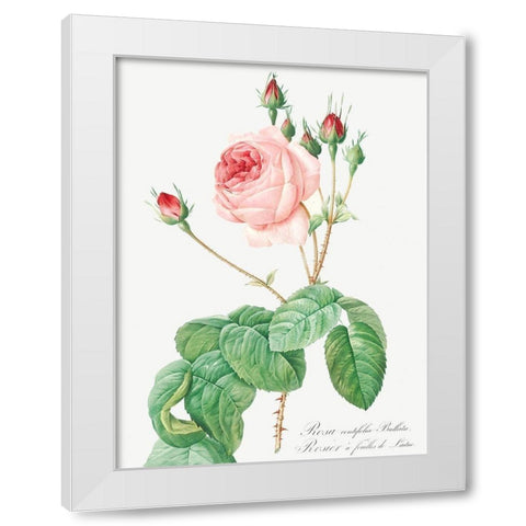 Cabbage Rose, Rosebush with Lettuce Leaves, Rosa centifolia bullata White Modern Wood Framed Art Print by Redoute, Pierre Joseph