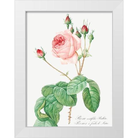 Cabbage Rose, Rosebush with Lettuce Leaves, Rosa centifolia bullata White Modern Wood Framed Art Print by Redoute, Pierre Joseph