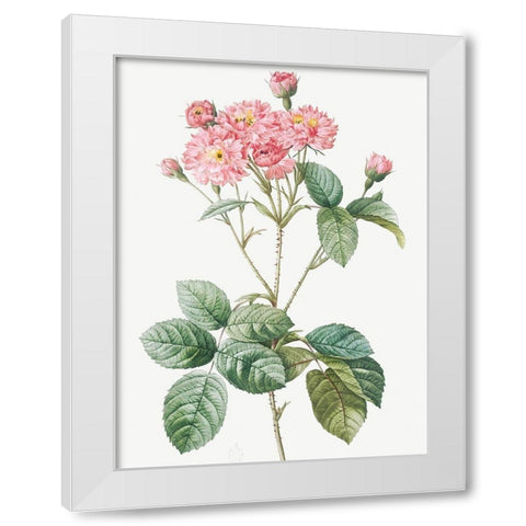 Carnation Petalled Variety of Cabbage Rose also known as Rose bush, Rosa Centifolia Caryophyllea White Modern Wood Framed Art Print by Redoute, Pierre Joseph