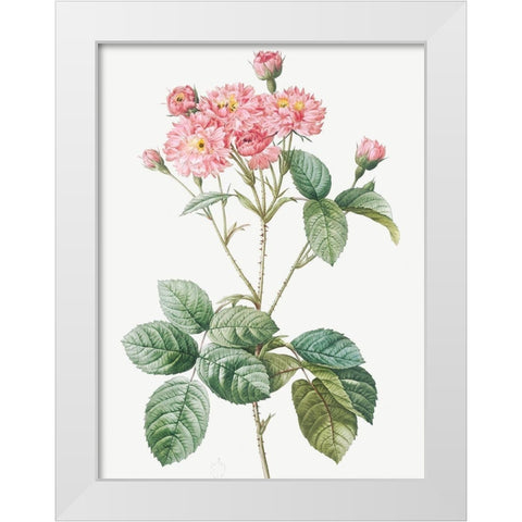 Carnation Petalled Variety of Cabbage Rose also known as Rose bush, Rosa Centifolia Caryophyllea White Modern Wood Framed Art Print by Redoute, Pierre Joseph