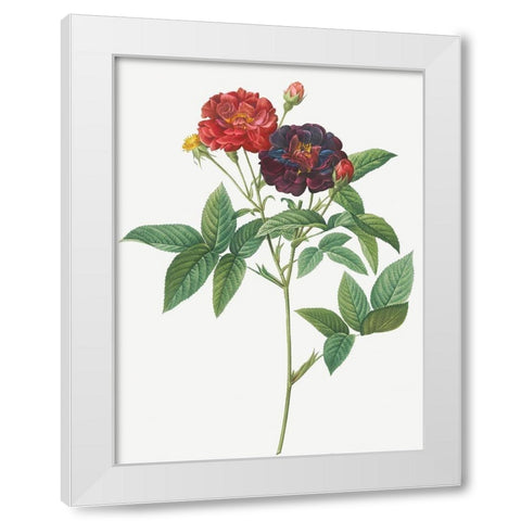 Rose of Van Eeden, Rosa gallica purpurea velutina, parva White Modern Wood Framed Art Print by Redoute, Pierre Joseph