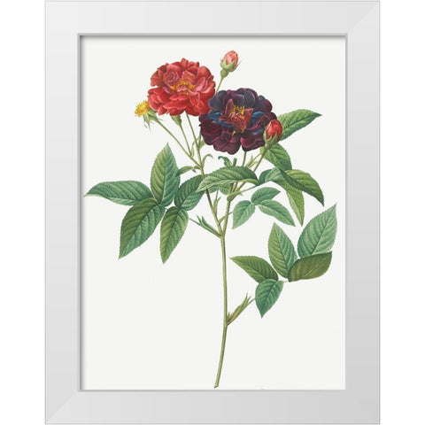 Rose of Van Eeden, Rosa gallica purpurea velutina, parva White Modern Wood Framed Art Print by Redoute, Pierre Joseph