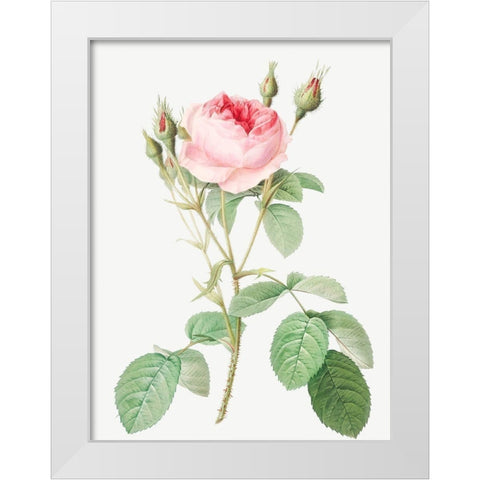 Double Moss Rose, Sparkling Rosebush with Double Flowers, Rosa muscosa multiplex White Modern Wood Framed Art Print by Redoute, Pierre Joseph