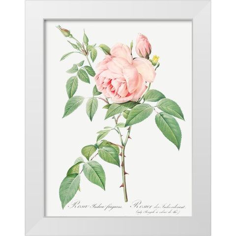 Rosa indica fragrans, Fragrant Rosebush White Modern Wood Framed Art Print by Redoute, Pierre Joseph
