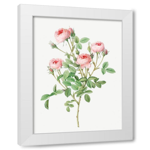 Burgundian Rose, Rosa pomponia White Modern Wood Framed Art Print by Redoute, Pierre Joseph