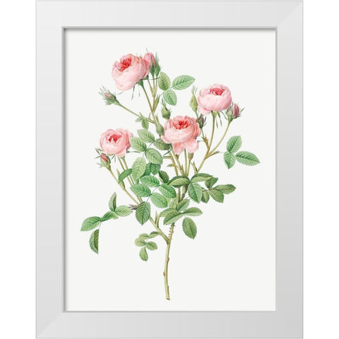 Burgundian Rose, Rosa pomponia White Modern Wood Framed Art Print by Redoute, Pierre Joseph