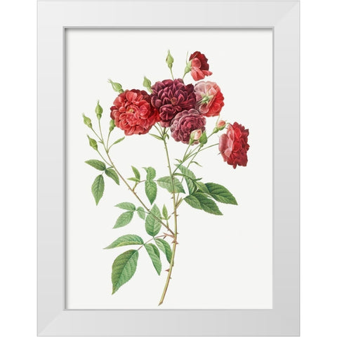 Ternaux Rose, Rosebush with almost violet flowers, Rosa indica subviolacea White Modern Wood Framed Art Print by Redoute, Pierre Joseph