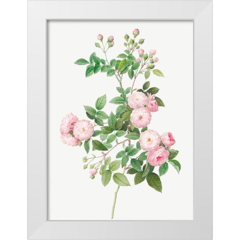 Flesh Pink Multiflora, Rosa multiflora carnea White Modern Wood Framed Art Print by Redoute, Pierre Joseph