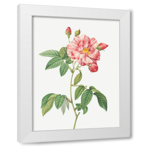 Rosa Mundi, French Rosebush with Varigated Flowers, Rosa gallica versicolor White Modern Wood Framed Art Print by Redoute, Pierre Joseph