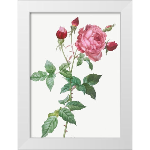 Provence Rose, Rosa indica White Modern Wood Framed Art Print by Redoute, Pierre Joseph