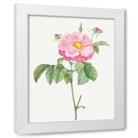 Marbled or speckled Provins rose, Rosa gallica flore marmoreo White Modern Wood Framed Art Print by Redoute, Pierre Joseph