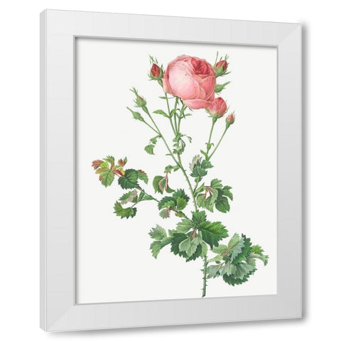 Celery Leaved Variety of Cabbage Rose, Rosa centifolia bipinnata White Modern Wood Framed Art Print by Redoute, Pierre Joseph