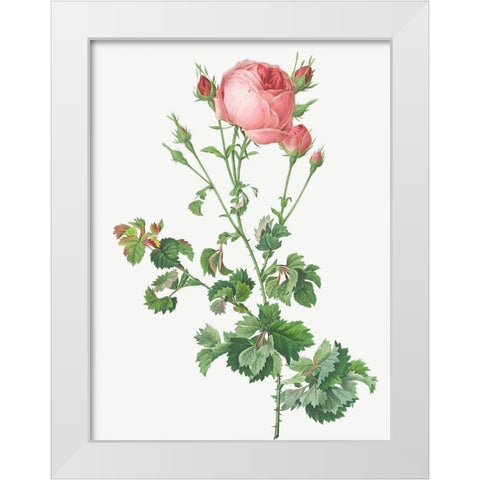 Celery Leaved Variety of Cabbage Rose, Rosa centifolia bipinnata White Modern Wood Framed Art Print by Redoute, Pierre Joseph