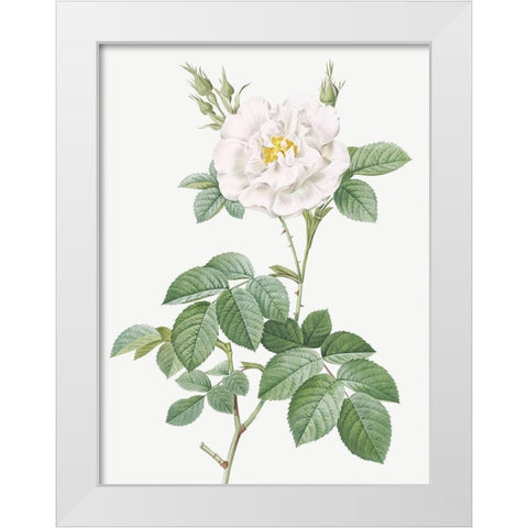 Rosa Alba Flore Pleno, Ordinary White Rose White Modern Wood Framed Art Print by Redoute, Pierre Joseph