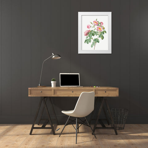 Tomentose Rose, Rosebush with Soft Leaves, Rosa mollissima White Modern Wood Framed Art Print by Redoute, Pierre Joseph