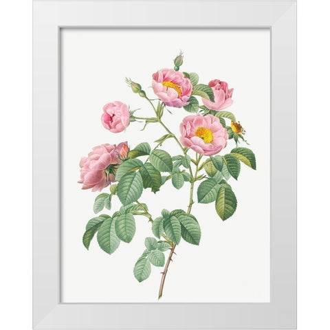 Tomentose Rose, Rosebush with Soft Leaves, Rosa mollissima White Modern Wood Framed Art Print by Redoute, Pierre Joseph