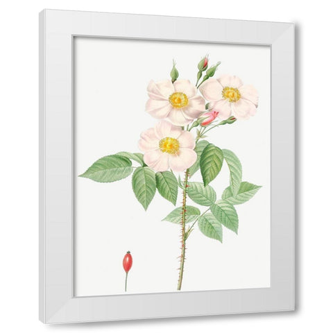 Damask Rose, Rosewood Rose Petal, Rosa damascena White Modern Wood Framed Art Print by Redoute, Pierre Joseph