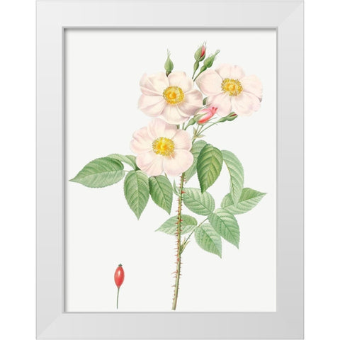 Damask Rose, Rosewood Rose Petal, Rosa damascena White Modern Wood Framed Art Print by Redoute, Pierre Joseph