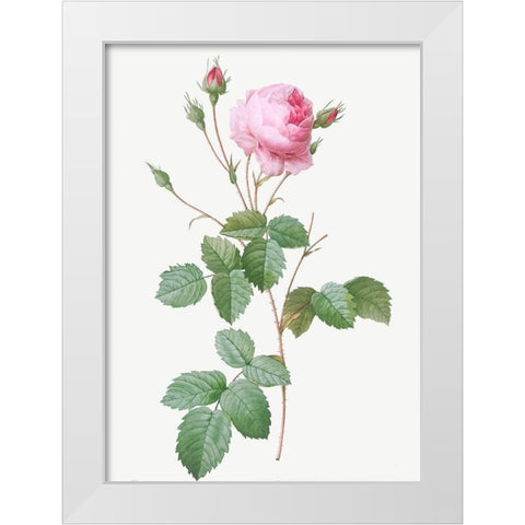 Crenate Leaved Cabbage Rose, Rosa centifolia crenata White Modern Wood Framed Art Print by Redoute, Pierre Joseph