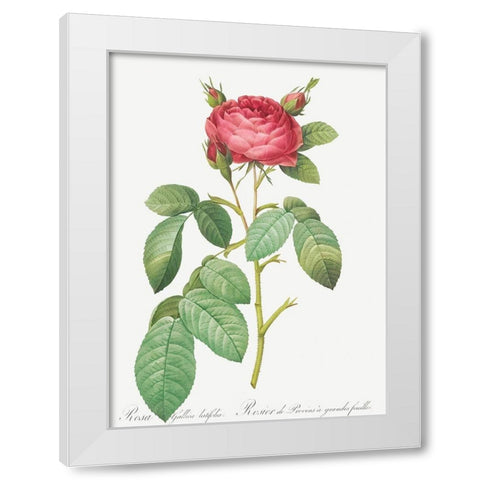 Gallic Rose, Rose of Provins with Large Leaves, Rosa gallica latifolia White Modern Wood Framed Art Print by Redoute, Pierre Joseph