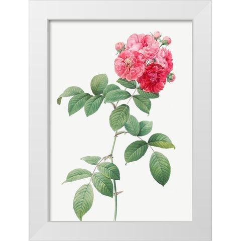 Seven Sisters Roses, Multiflora Rose with Large Leaves, Rosa multiflora platyphylla White Modern Wood Framed Art Print by Redoute, Pierre Joseph
