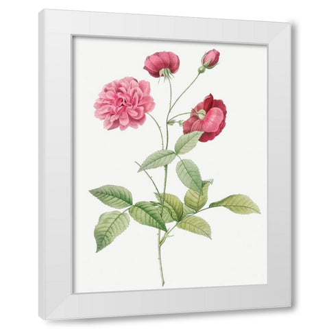 China Rose, Bengal Animating, Rosa indica dichotoma White Modern Wood Framed Art Print by Redoute, Pierre Joseph