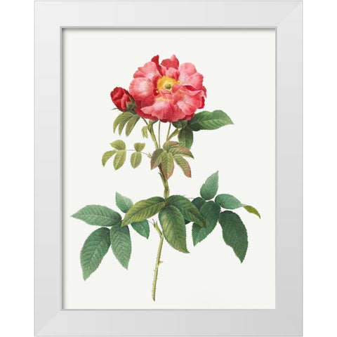 Bluish Leaved Provins Rose, Rosa gallica caerulea White Modern Wood Framed Art Print by Redoute, Pierre Joseph