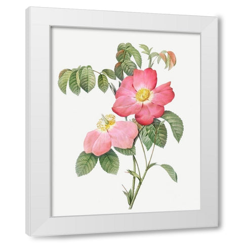 Pink French Rose, Provins Rosebush with Pink and Simple Flowers White Modern Wood Framed Art Print by Redoute, Pierre Joseph