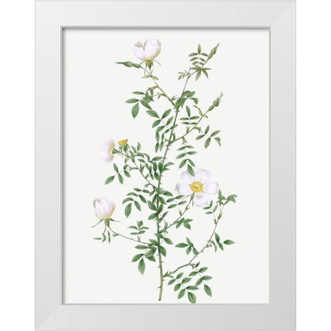 Myrtle Leaved Hedge Rose, Roses of Hayes with Myrtle Leaves, Rosa sepium Myrtifolia White Modern Wood Framed Art Print by Redoute, Pierre Joseph