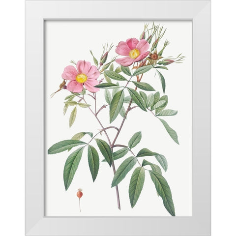 Swamp Rose, Hudson Rose with Willow Leaves, Rosa hudsoniana salicifolia White Modern Wood Framed Art Print by Redoute, Pierre Joseph